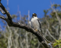 Peregrine