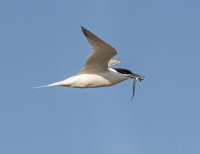 Sandwich-Tern