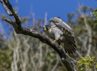 Peregrine