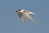 Sandwich-Tern