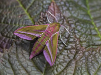 Elephant-Hawk-Moth