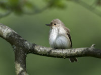 Spotted-Flycatcher