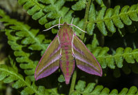 Elephant-Hawk-Moth