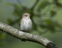 Spotted-Flycatcher