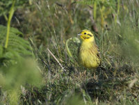 Yellowhammer-male