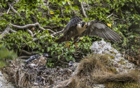 Peregrines