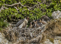 Peregrines