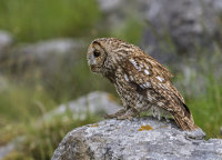 Tawny-Owl