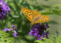 Dark-green-Fritillary
