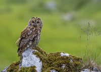 Tawny-Owl
