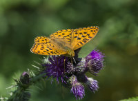 Dark-green-Fritillary