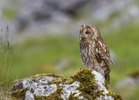 Tawny-Owl