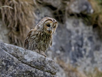 Tawny-Owl