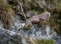Tawny-Owl