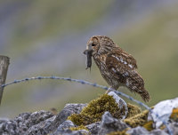 Tawny-Owl