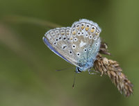 Common-Blue