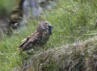 Tawny-Owl