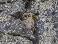 Tawny-Owl (juv)