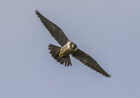 Peregrine