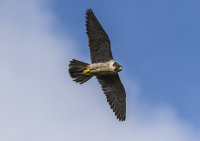 Peregrine