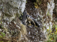 Peregrines