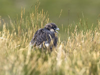 Peregrine (juv)