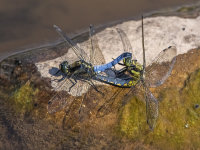 Black-tailed-Skimmers