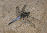 Black-tailed-Skimmer (m)