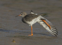 Redshank