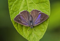Purple-Hairstreak (f)