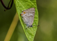 Purple-Hairstreak