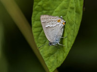 Purple-Hairstreak