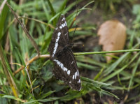 White-Admiral