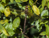 Brown-Hawker (m)