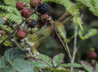 Brown-Hawker (m)