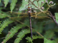 Brown-Hawker (m)