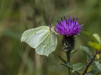Brimstone (f)