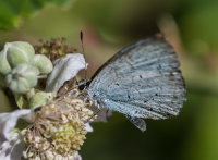 Holly-Blue (m)