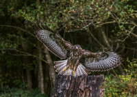 Buzzard