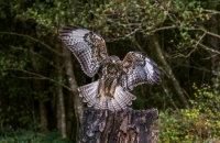 Buzzard