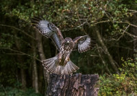 Buzzard