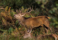 Red-Deer (m)