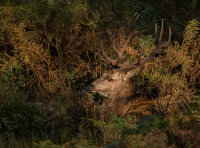 Red-Deer (m)