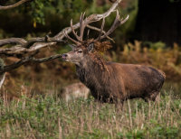 Red-Deer (m)