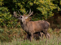 Red-Deer (m)