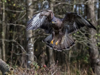 Buzzard