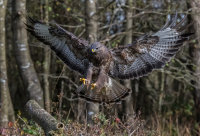 Buzzard