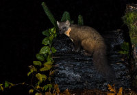 Pine-Marten