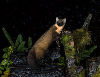 Pine-Marten