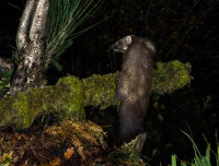 Pine-Marten